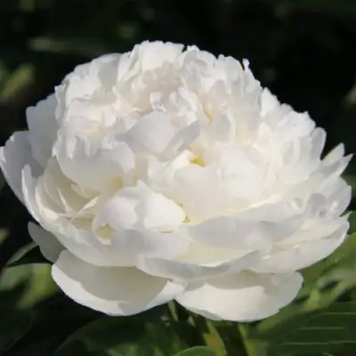 Пион СНЕЖНАЯ КРЕПОСТЬ древовидный в Самохваловичи