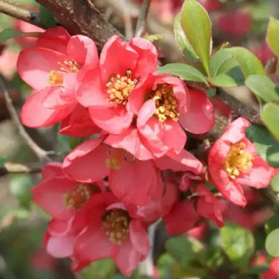 Айва ПИНК КВИН в Самохваловичи