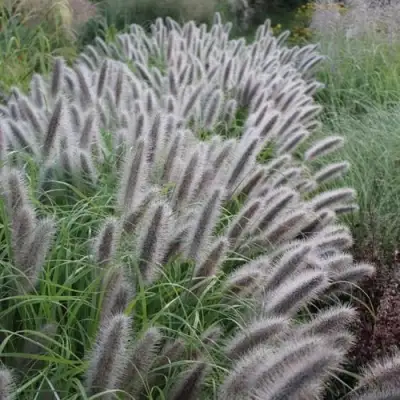 Пеннисетум БЛЭК БЬЮТИ в Самохваловичи