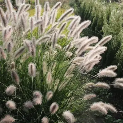 Пеннисетум ЛЕДИ Ю в Самохваловичи