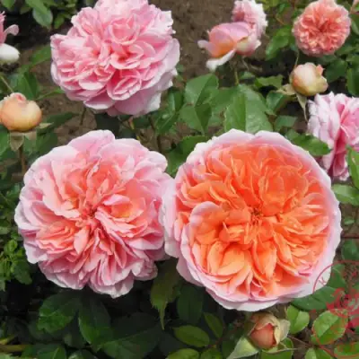 Роза ЧИППЕНДЕЙЛ чайно-гибридная в Самохваловичи