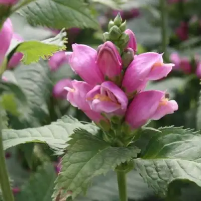 Хелоне КОСАЯ в Самохваловичи