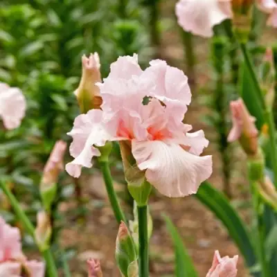 Ирис ПИНК ХОРАЙЗОН бородатый в Самохваловичи