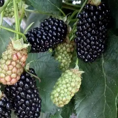 Ежевика ПРАЙМ АРК ФРИДОМ ремонтантная  в Самохваловичи