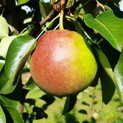 Груша КУПАЛА в Самохваловичи