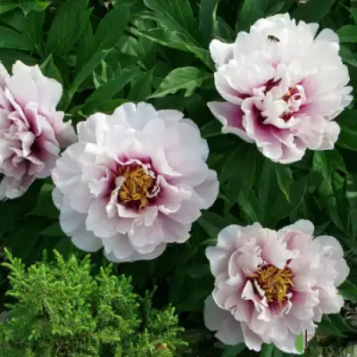 Пион КОРА ЛУИЗА ито-гибрид в Самохваловичи