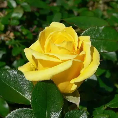 Роза ПАПИЛОН чайно-гибридная в Самохваловичи