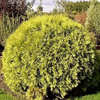 Туя ГЛОБОЗА АУРЕА западная в Самохваловичи