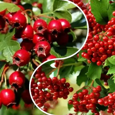 Комплект БУДЬ ЗДОРОВ в Самохваловичи