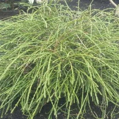 Туя ФИЛИФОРМИС   в Самохваловичи