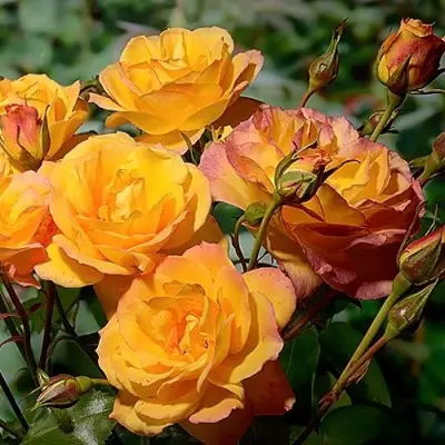 Роза САХАРА плетистая в Самохваловичи