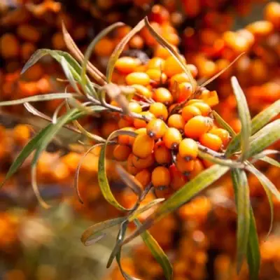 Облепиха ФИНСКАЯ в Самохваловичи