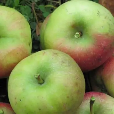 Яблоня ПАМЯТЬ СИКОРЫ в Самохваловичи