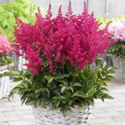 Астильба ЛАКИ ДЕЙ Арендса в Самохваловичи