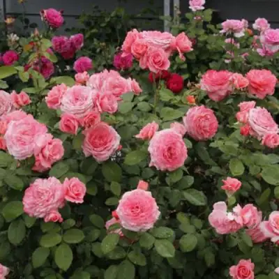 Роза ИНСТИТУТ ЛЮМЬЕР шраб в Самохваловичи