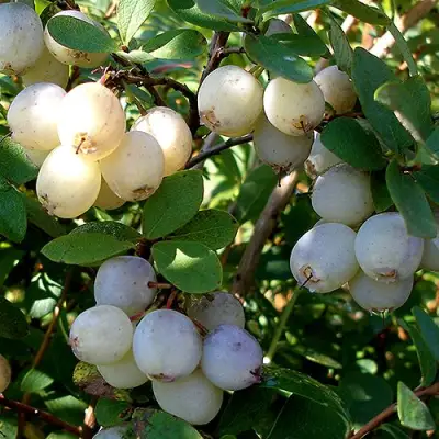 Голубика СНЕГУРОЧКА в Самохваловичи