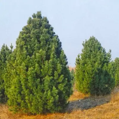 Сосна черная ПИРАМИДАЛИС в Самохваловичи