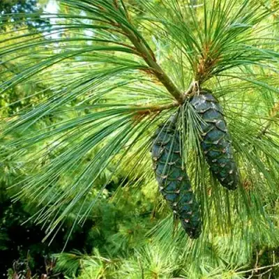 Сосна гриффита в Самохваловичи