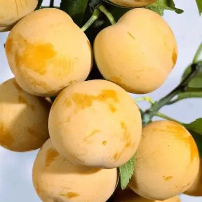 Слива РЕНКЛОД ранний в Самохваловичи