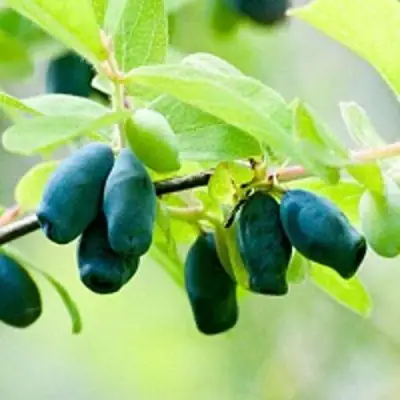 Жимолость съедобная АМФОРА в Самохваловичи