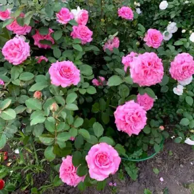 Роза ЭШЛИ чайно-гибридная в Самохваловичи