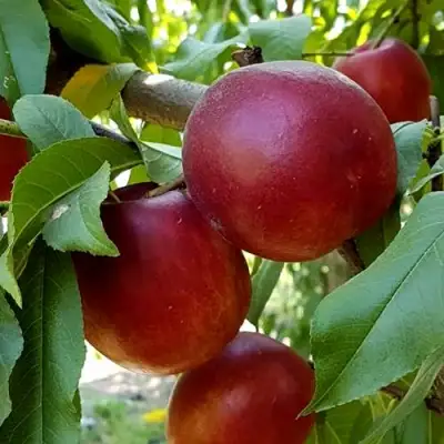 Нектарин ФАНТАЗИЯ в Самохваловичи