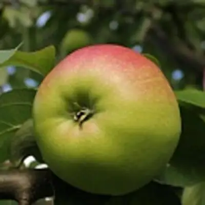 Яблоня СОКОЛОВСКОЕ стелющаяся в Самохваловичи