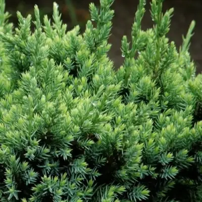 Можжевельник ХОЛГЕР чешуйчатый в Самохваловичи