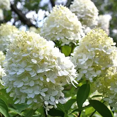 Гортензия БОМБШЕЛ метельчатая в Самохваловичи