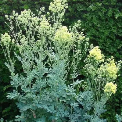 Василистник ГЛАУКУМ желтый в Самохваловичи