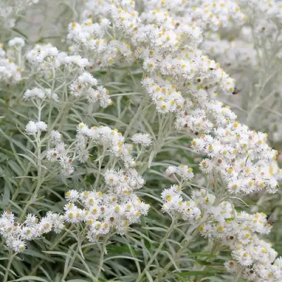 Анафалис ЖЕМЧУЖНЫЙ в Самохваловичи