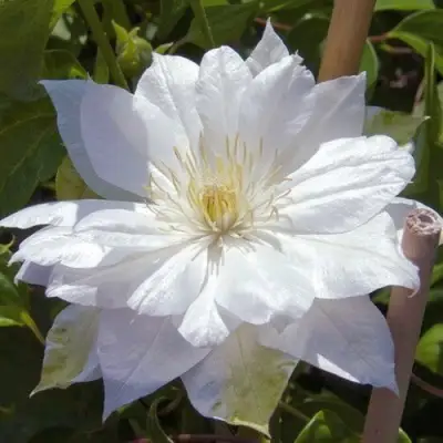 Клематис ДАЧЕСС ОФ ЭДИНБУРГ в Самохваловичи