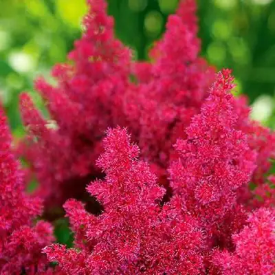 Астильба КОБЛЕНЦ японская в Самохваловичи