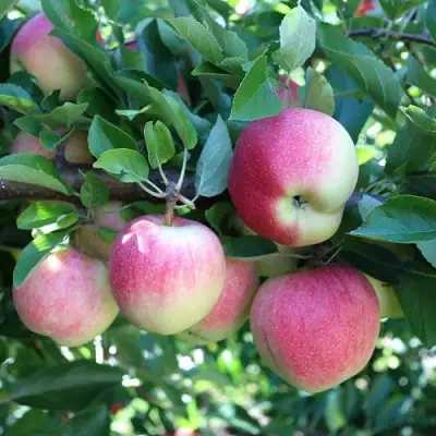 Яблоня ГРУШОВКА МОСКОВСКАЯ в Самохваловичи