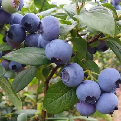 Голубика БЛЮГОЛД в Самохваловичи