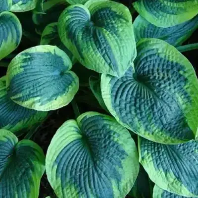 Хоста ТОКУДАМА ФЛАВОЦИРЦИНАЛИС гибридная в Самохваловичи