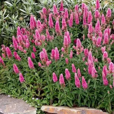 Вероника РОЗЕА колосковая в Самохваловичи