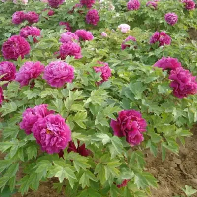 Пион КИТАЙСКИЙ ШЕЛК травянистый в Самохваловичи