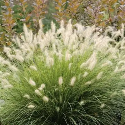 Пеннисетум ХАМЕЛН в Самохваловичи