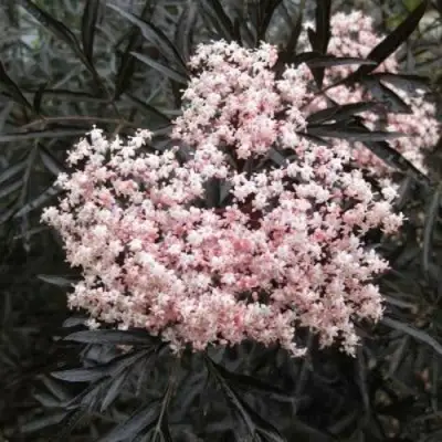 Бузина черная БЛЭК ЛЕЙС ЕВА в Самохваловичи