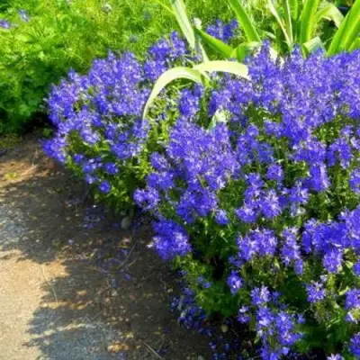 Вероника РОЯЛ БЛЮ большая в Самохваловичи