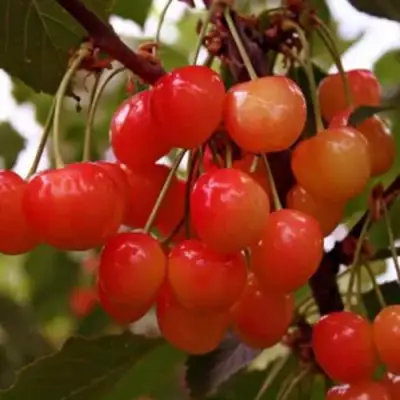 Черешня ДОНЧАНКА в Самохваловичи