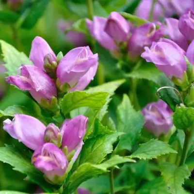 Хелоне косая