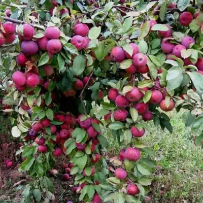 Яблоня ФЛОРИНА в Самохваловичи