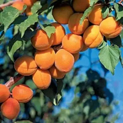 Абрикос ХАРКОТ в Самохваловичи
