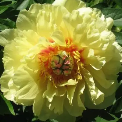 Пион ЗОЛОТАЯ КОРОНА древовидный в Самохваловичи