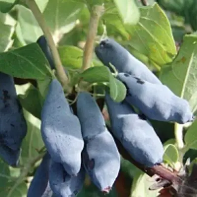 Жимолость съедобная НИМФА (ГАММА) в Самохваловичи