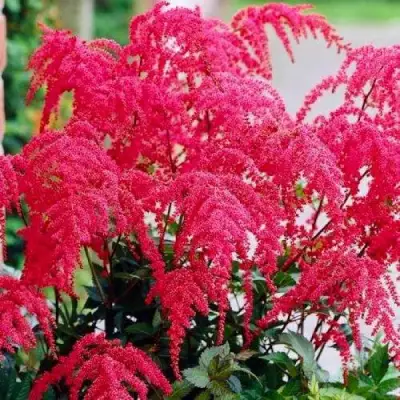 Астильба РЕД ЧАРМ Арендса в Самохваловичи