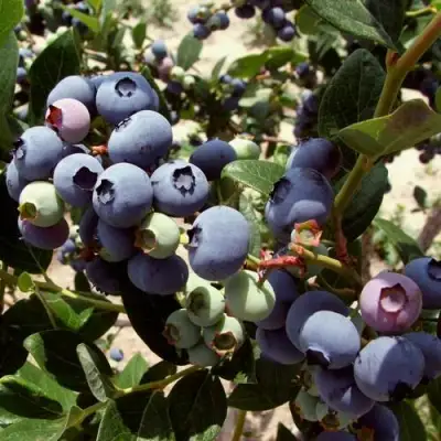 Голубика ЭЛИЗАБЕТ в Самохваловичи