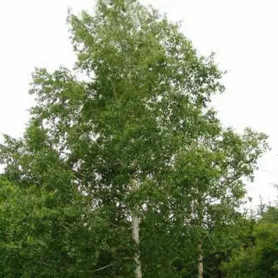 Береза бородавчатая в Самохваловичи